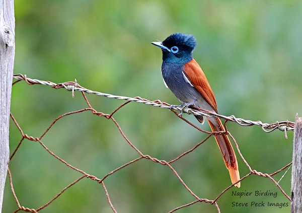 An African Paradise Flycatcher takes a break on a wide fence.