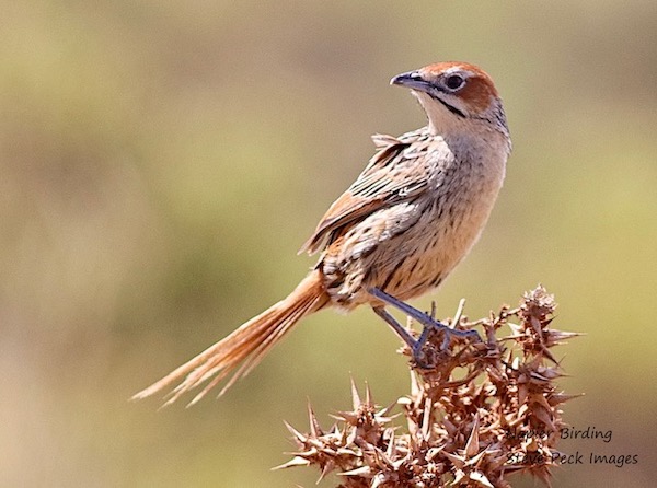 A Cape Grassbird peers over its shoulder from the top of a bush.