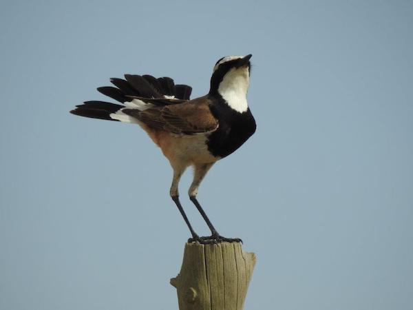 A Capped Wheatear displays on a fence post in the Overberg Wheatbelt.