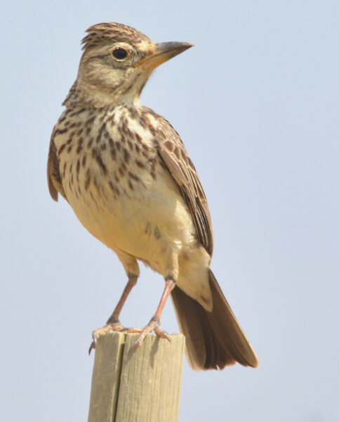 A Large-billed Lark scans its surroundings near Napier.