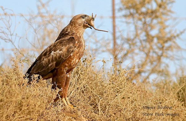 A juvenile Jackal Buzzard devours a Vlei rat