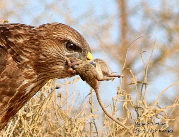 A juvenile Jackal Buzzard devours a Vlei rat