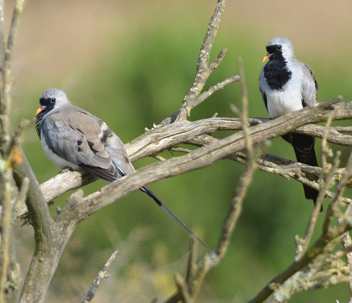 A pair of Namaqua Doves rest quietly on a branch.