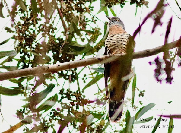 A Red-chested Cuckoo skulks in the top of a tree.