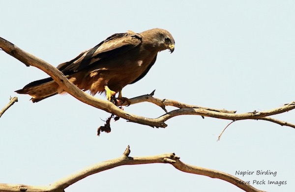 A Yellow-billed kite scans the ground for food from a perch.