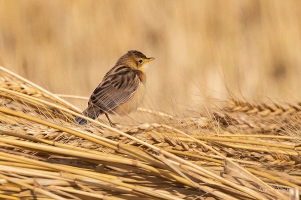 A Zitting Cisticola scans the surroundings from a clump of wheat.
