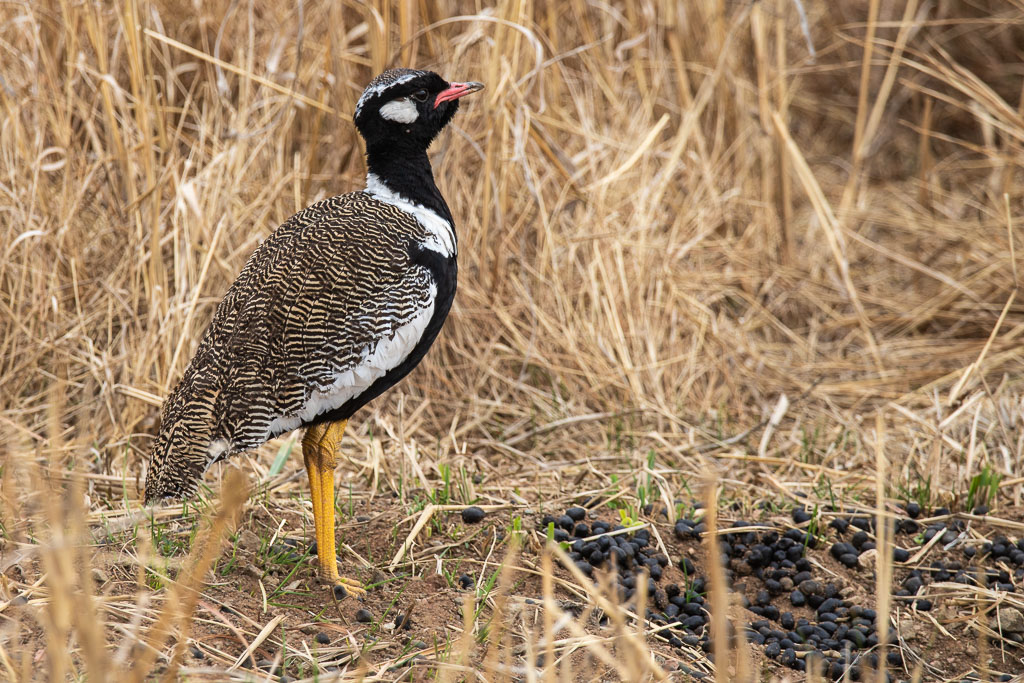 A Northern Black Korhaan stands at its territorial site.