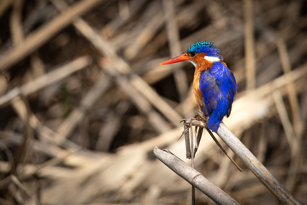 A Malchite Kingfisher waits patiently watching for prey.