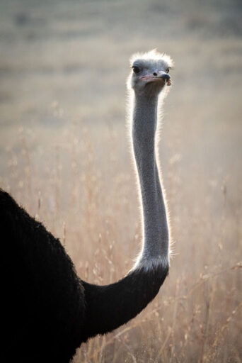 A Common Ostrich in the morning sun.
