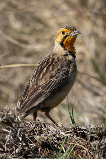 A Cape Longclaw stands on some dried grass.