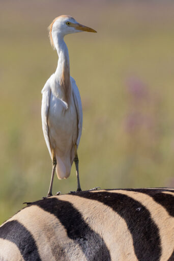 A Western Cattle Egret stands on the back of a zebra.