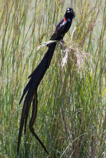 A Lomg-tailed Widowbird in breeding plumage.