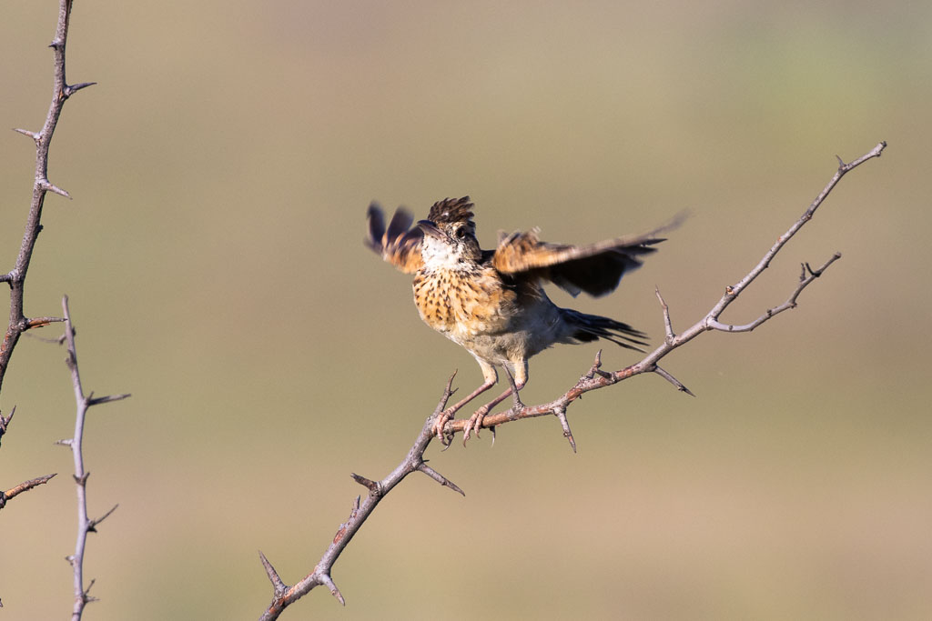 A Rufous-naped Lark flaps its wings as part of its display.