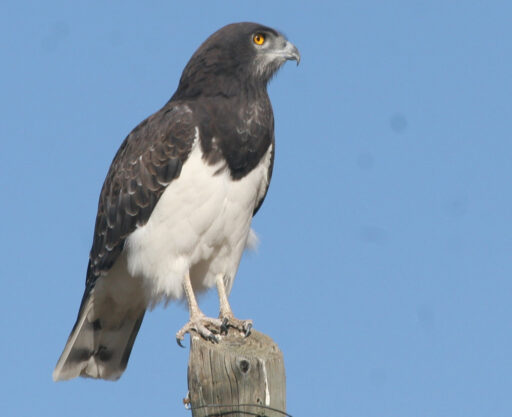 Black-chested Snake Eagle
