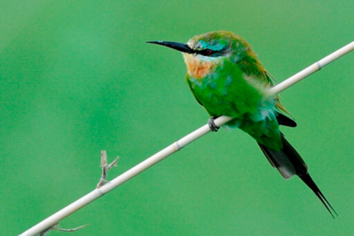 Blue-cheeked Bee-eater