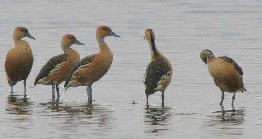 Fulvous Whistling Ducks.