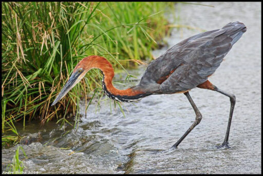 Goliath Heron