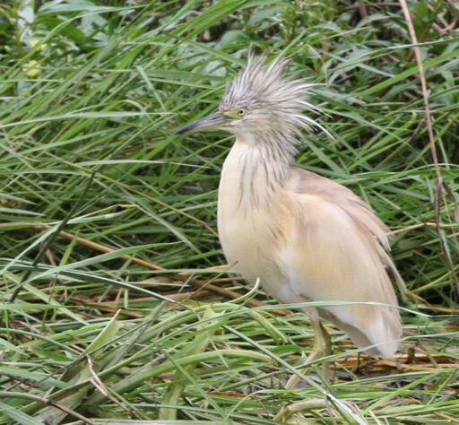 Squacco Heron.