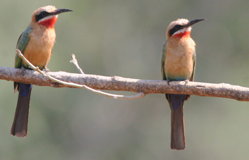 White-fronted Bee-eaters.