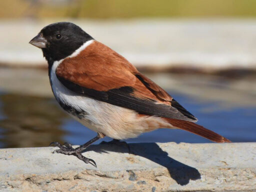 A Black-headed Canary.