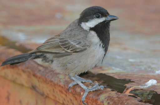 A Grey Tit.