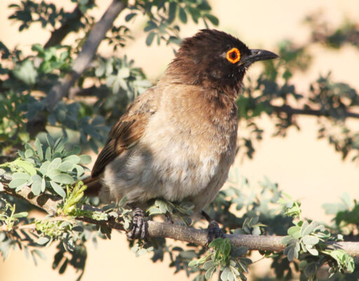 A Red-eyed Bulbul.